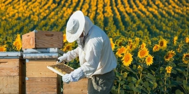 2020’de 110 Bin Ton Bal Hedefleniyor