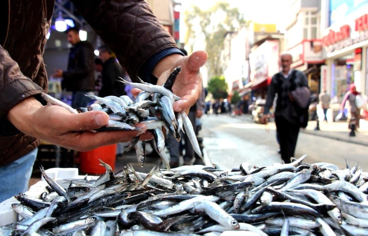 Hamsi İhracatı 6,3 Milyon Dolar Kazandırdı!