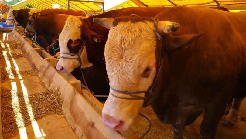 Hayvan Satış Yerlerine Çalışma İzni Almanın Şartları Açıklandı