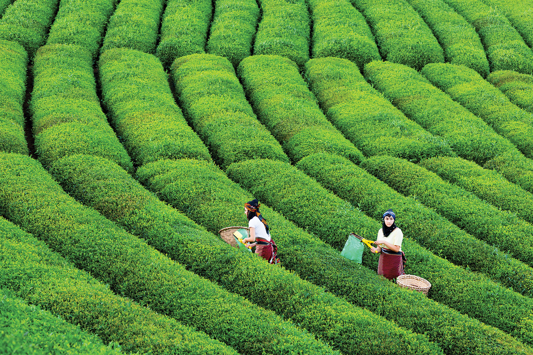 Turkish Tea Provided 15 Million Dollars Input to the Country