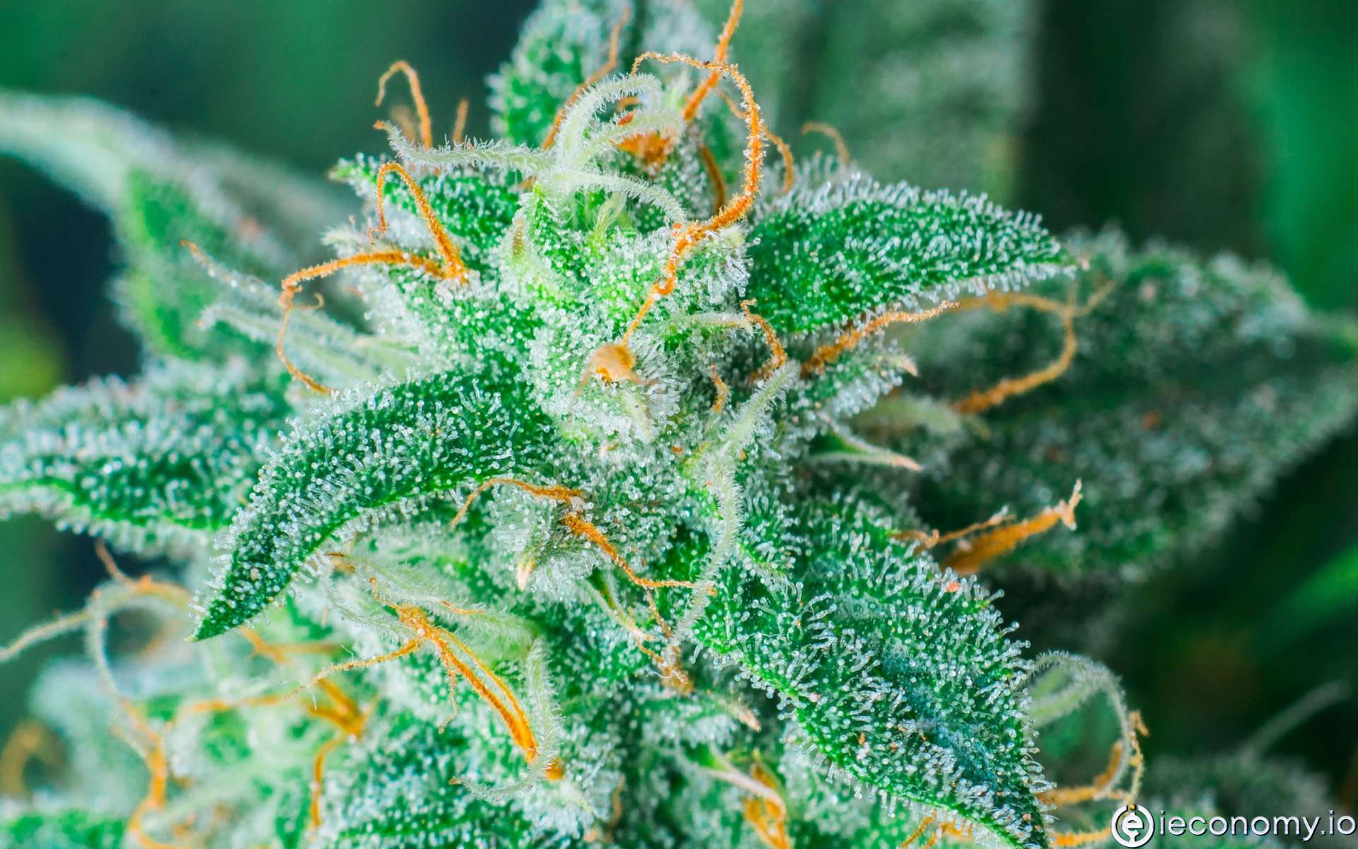 Cannaable is set to become the Amazon for cannabis