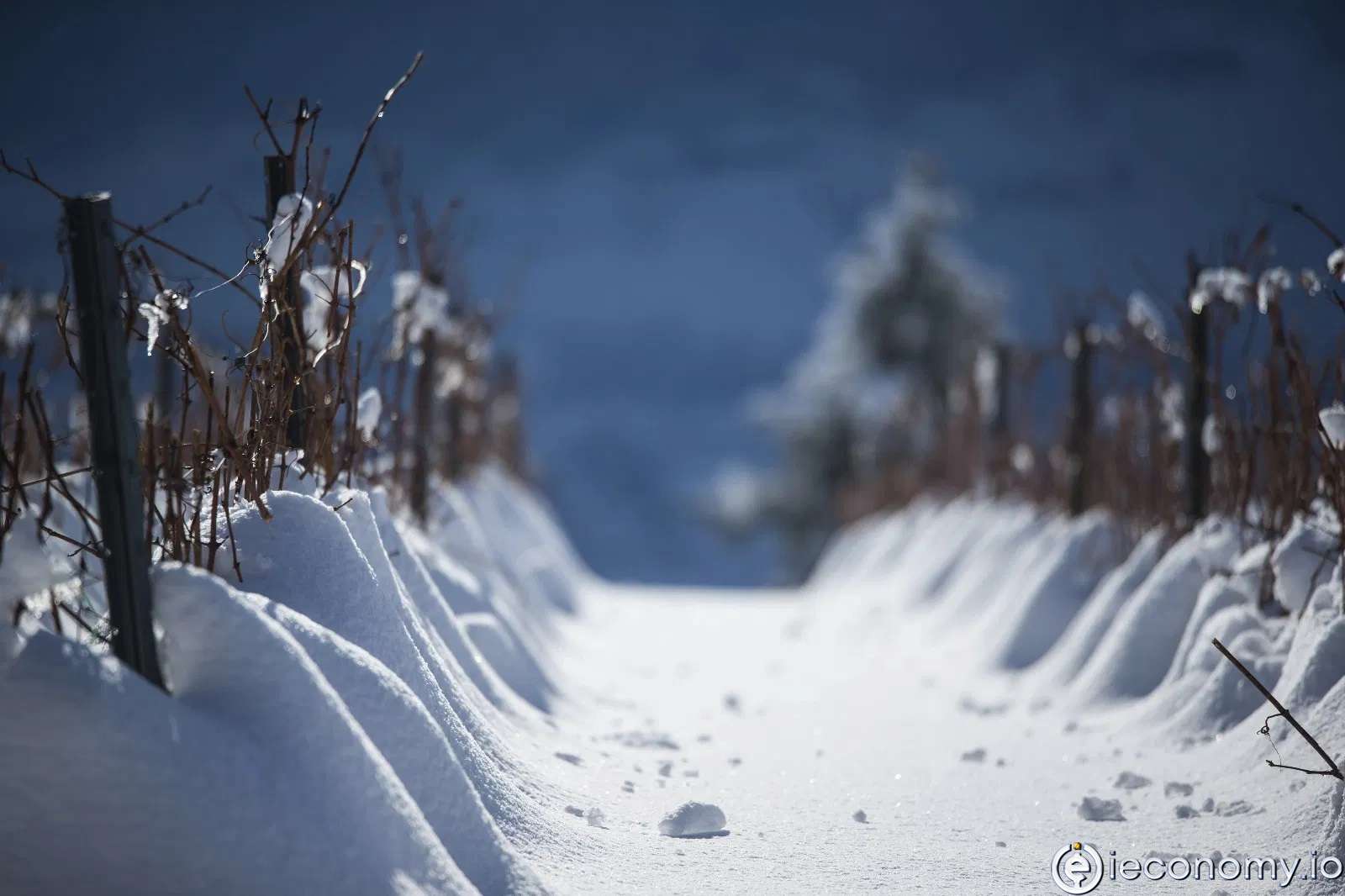 Fransız şarap üretimi neredeyse üçte bir oranında düşebilir