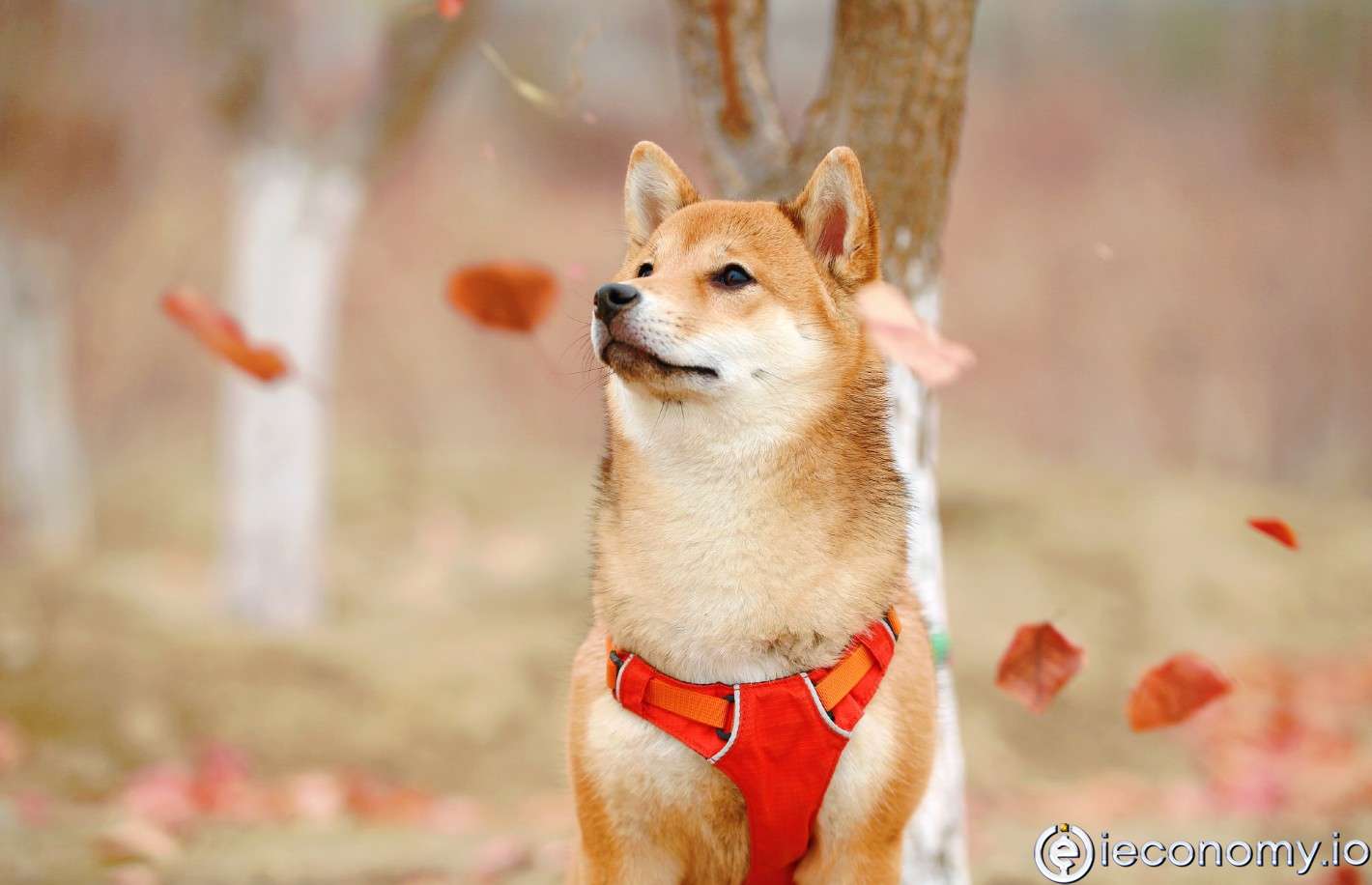 Dogecoin Crashed After DOGE Jokes On SNL!