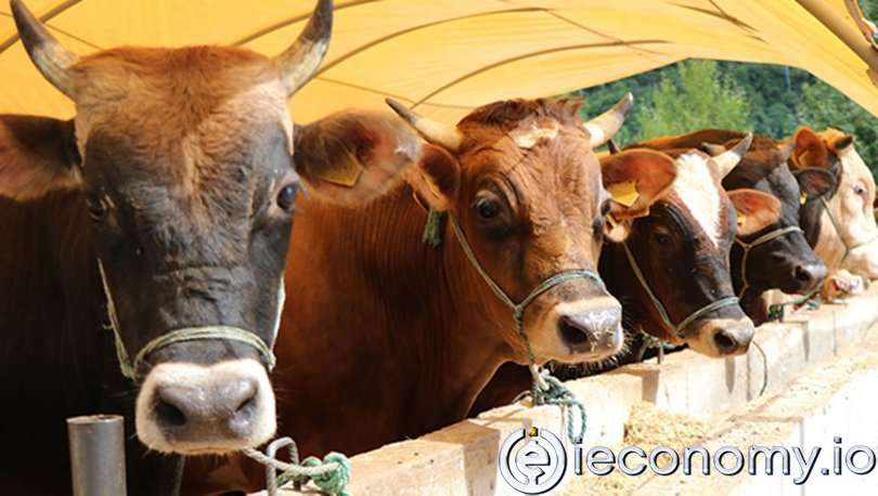 Satılamayan Kurbanlıkları ESK Alacak