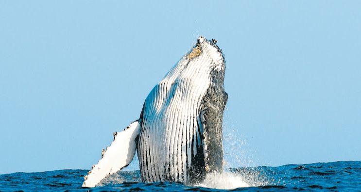 Bir Ethereum Kullanıcısı 8 Yıllık Aradan Sonra 116 Milyon Dolarlık ETH Aktarım Yaptı!