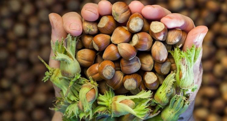 Fındık İhracatı Rekoru Gördü: Türkiye'nin Altın Cevheri